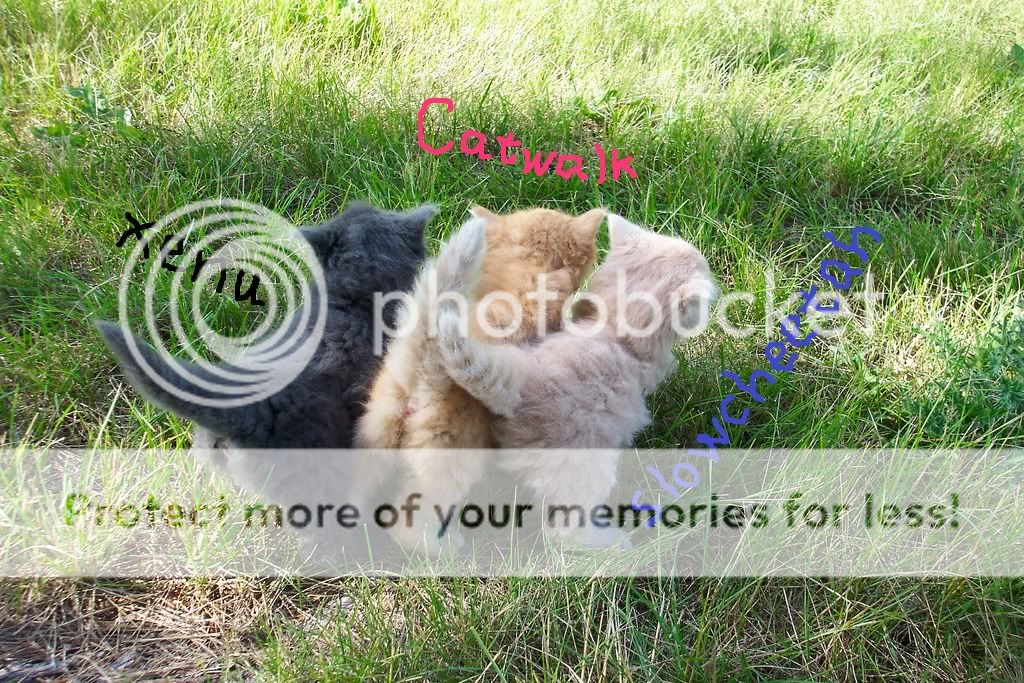 [Image: muscateers2.jpg]