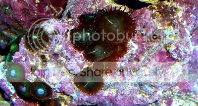 Button Poly Rock 20 dollars photo buttonpolyprock20.jpg